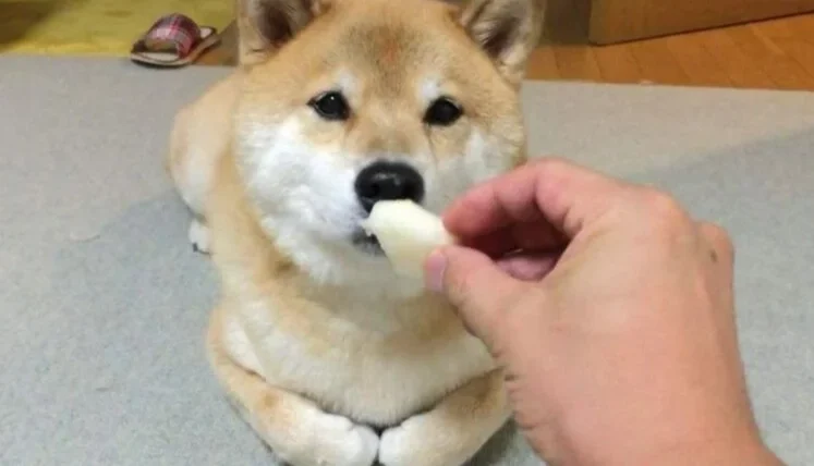 狗可以吃開心果嗎