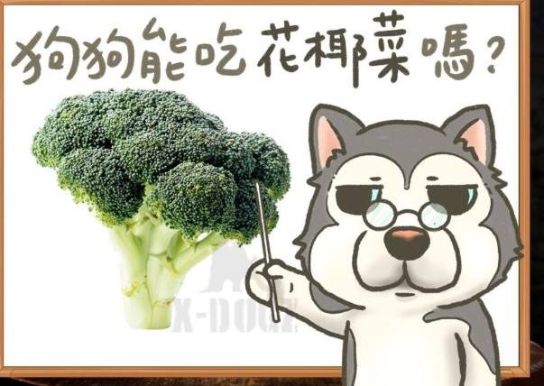 狗吃花椰菜