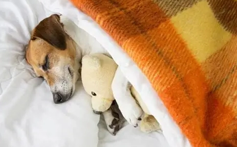 狗狗晚上不睡覺一直叫