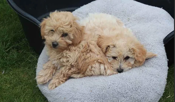 兩個月幼犬一直叫