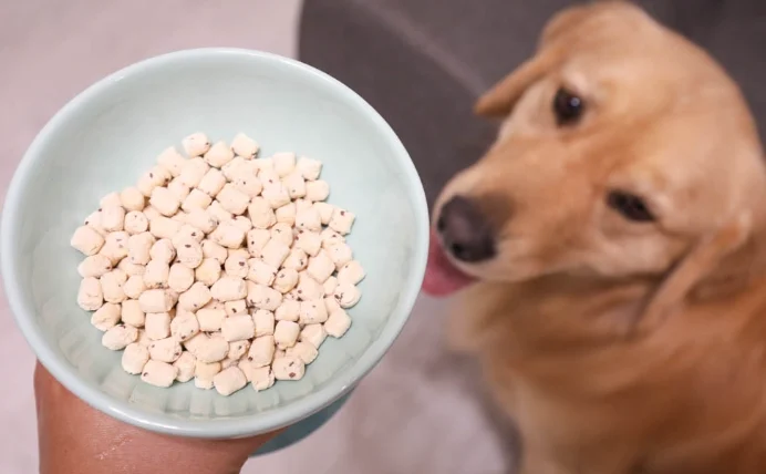 狗咳嗽支氣管發炎吃什麼