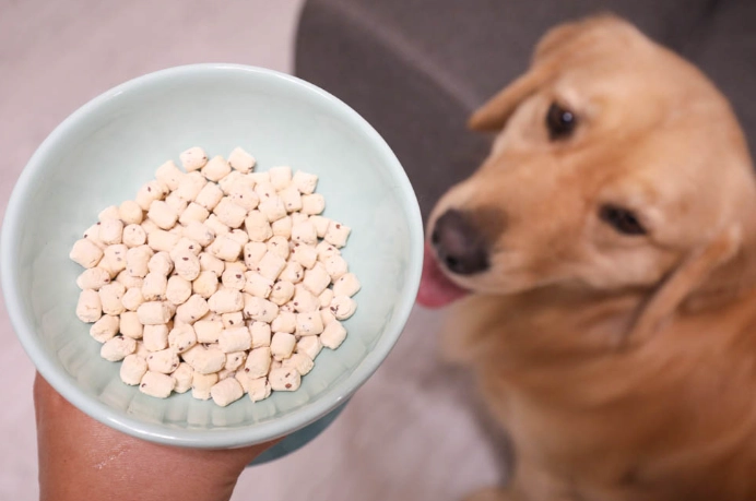 狗咳嗽支氣管發炎吃什麼？完整飲食指南與獸醫建議