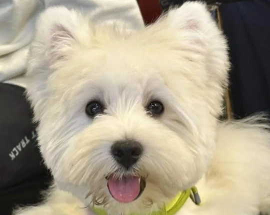 狗狗可以生吃節瓜嗎