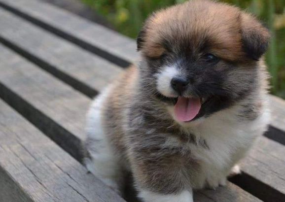 狗狗食物過敏症狀