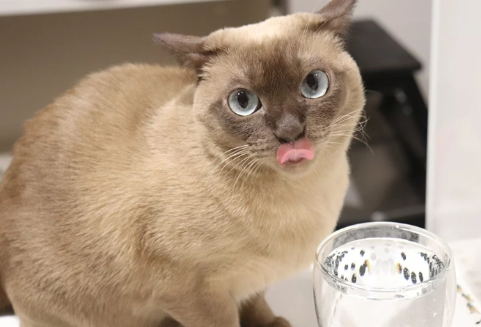 貓咪牙齦黑點全解析：從原因到治療的完整指南