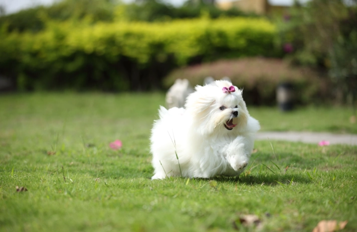 瑪爾濟斯幼犬飼養全指南：從選擇、照顧到健康問題一次搞懂