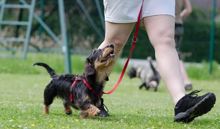 第一次養狗品種