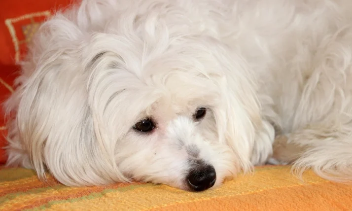 狗狗刷牙要漱口嗎