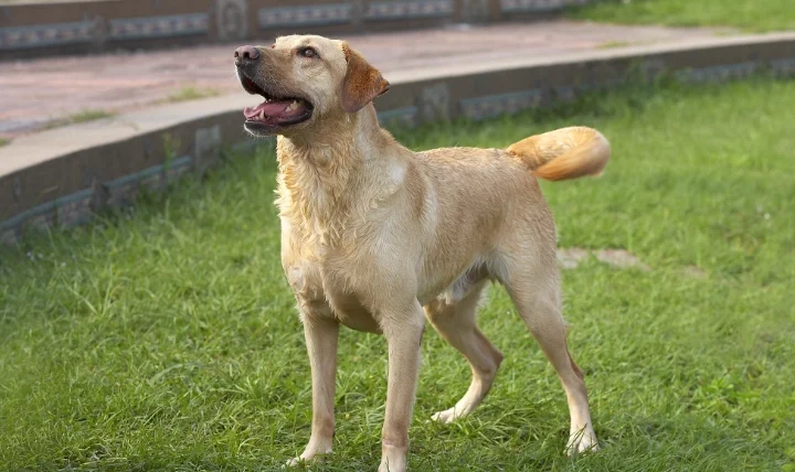 狗狗上消化道出血症狀