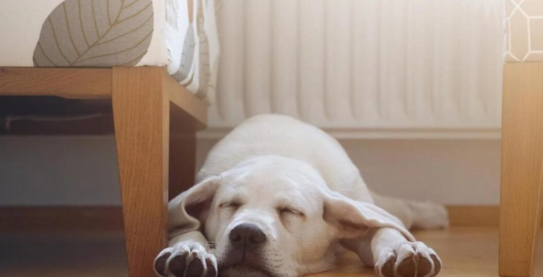 狗皮膚過敏止癢