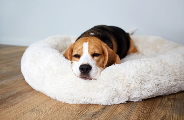 狗皮膚過敏止癢