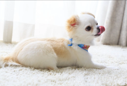 狗氣管塌陷症狀