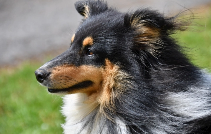 狗吃生紅蘿蔔好處