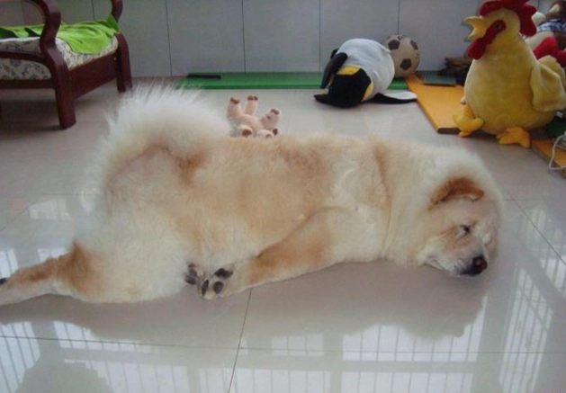 狗狗坐姿睡覺原因