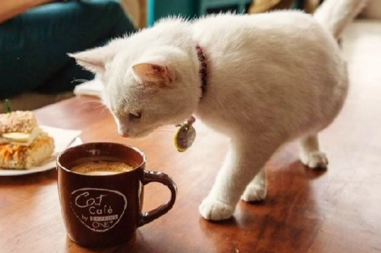 貓吃咖啡豆危險