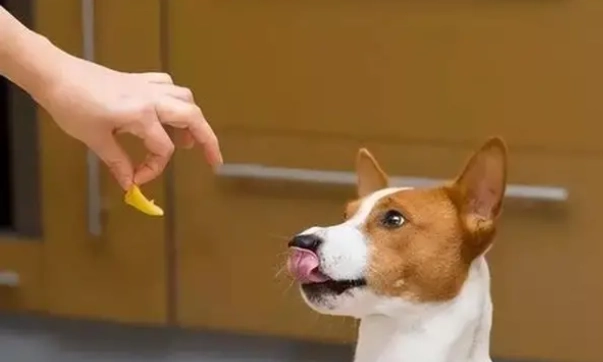 寵物腹瀉果凍便 寵物腹瀉果凍便