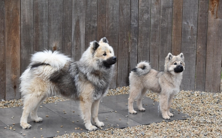 狗狗食物過敏治療