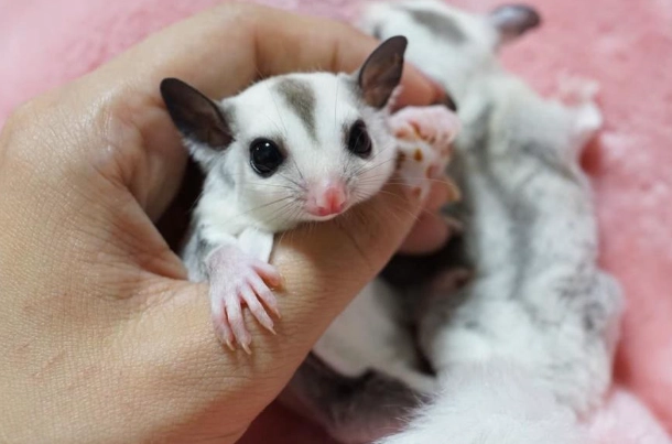 蜜袋鼯懷孕跡象