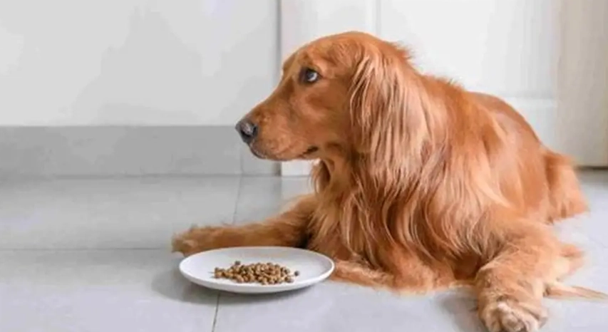 狗狗腹瀉怎麼辦