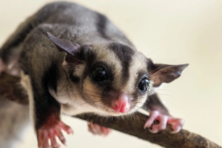 蜜袋鼯食物禁忌