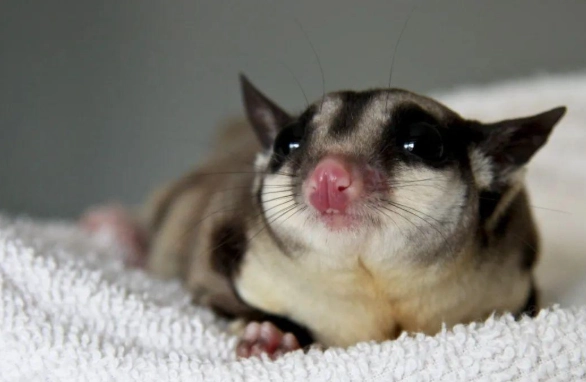 蜜袋鼯叫聲意義