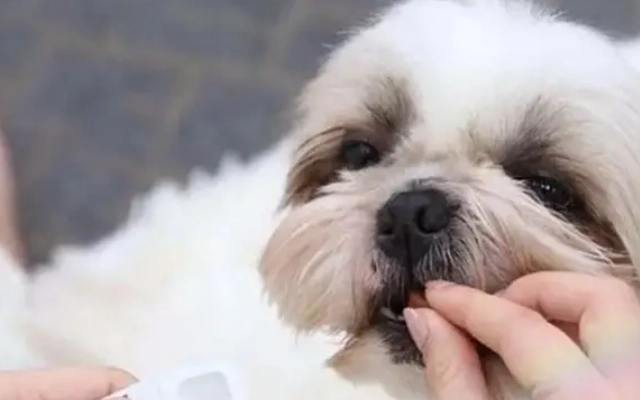 狗氣管塌陷症狀