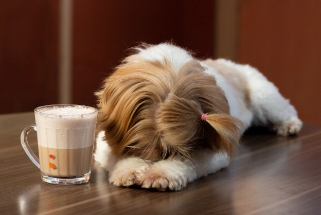 咖啡渣 對狗 有害