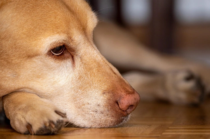 狗狗免疫失調皮膚症狀 狗狗免疫失調皮膚症狀