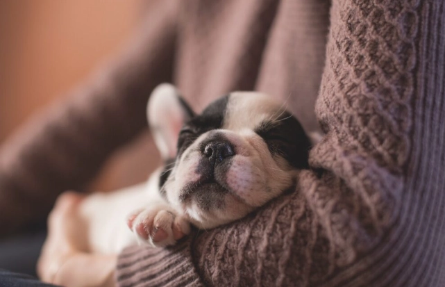 狗狗睡覺姿勢健康