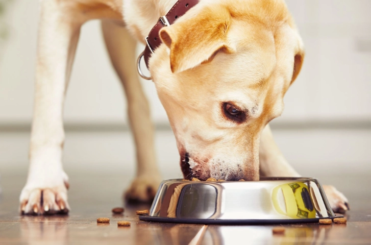 狗吃皮蛋安全嗎