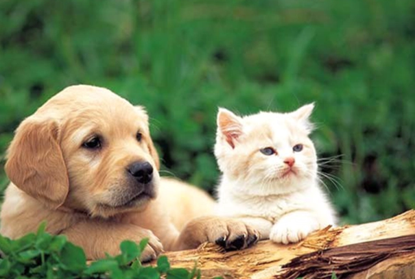 犬貓糖尿病飲食