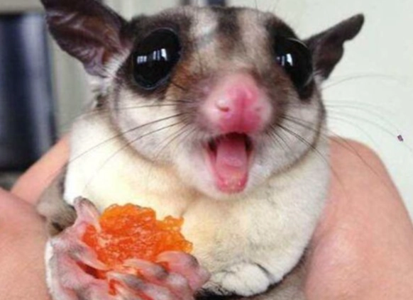 蜜袋鼯懷孕症狀