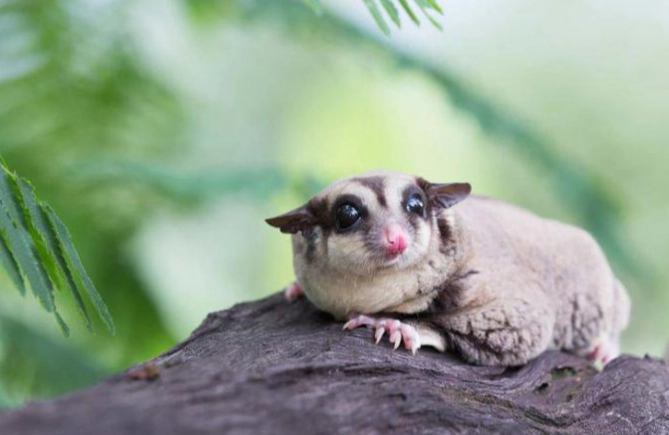 蜜袋鼯发抖原因