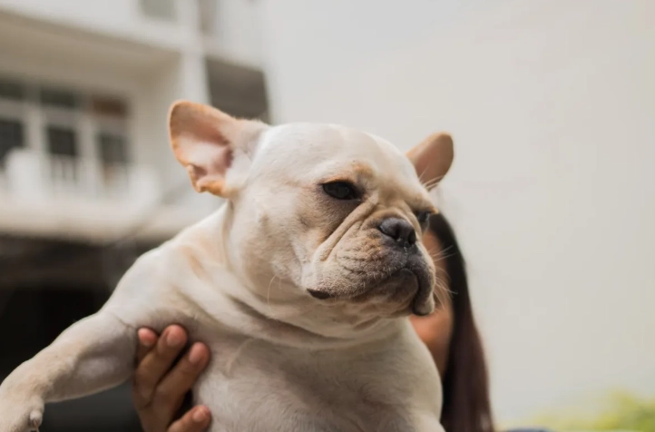 寵物皮膚腫塊處理