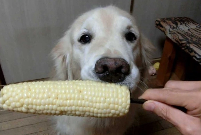 糯米玉米狗狗安全
