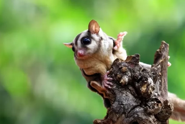 蜜袋鼯飼養指南