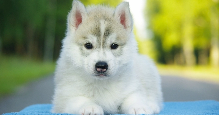 寵物飲食鷹嘴豆