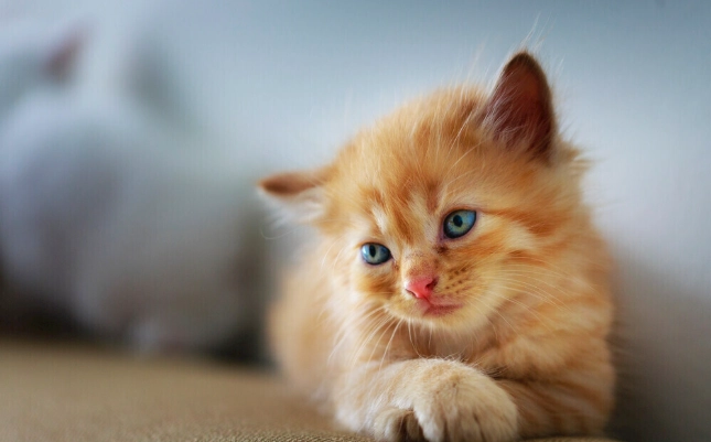 貓糖尿病治療 貓糖尿病治療