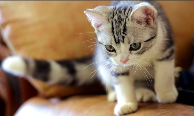 貓糖尿病症狀 貓糖尿病症狀