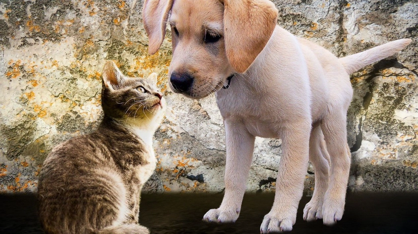 犬貓糖尿病症狀