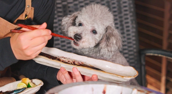 狗狗果凍狀拉肚子處理 狗狗果凍狀拉肚子處理