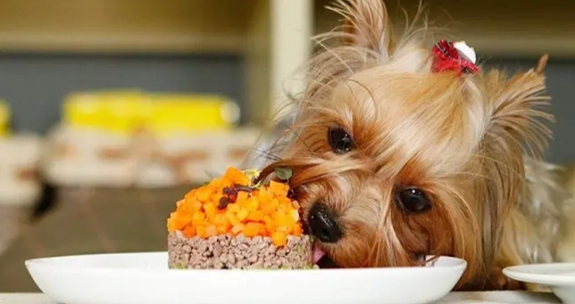 寵物腹瀉果凍便 寵物腹瀉果凍便