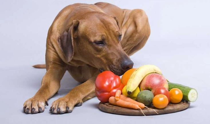 寵物腹瀉處理方法