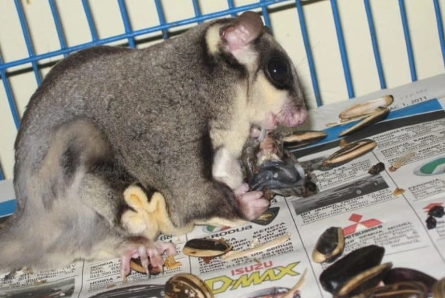 蜜袋鼯發情處理 蜜袋鼯發情處理