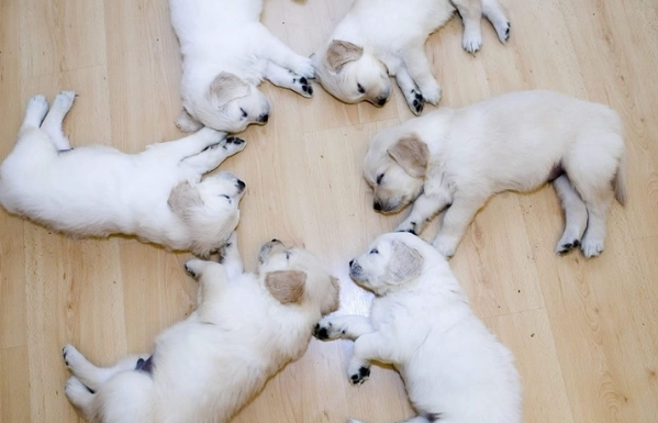 黃金獵犬皮膚病治療