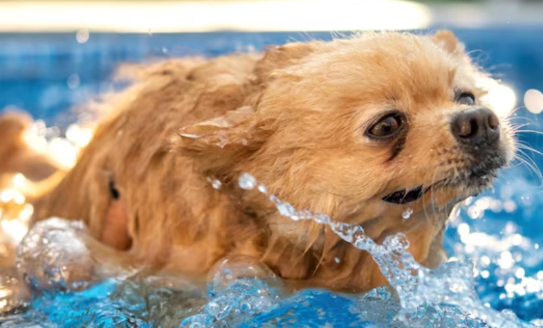 狗內分泌疾病症狀