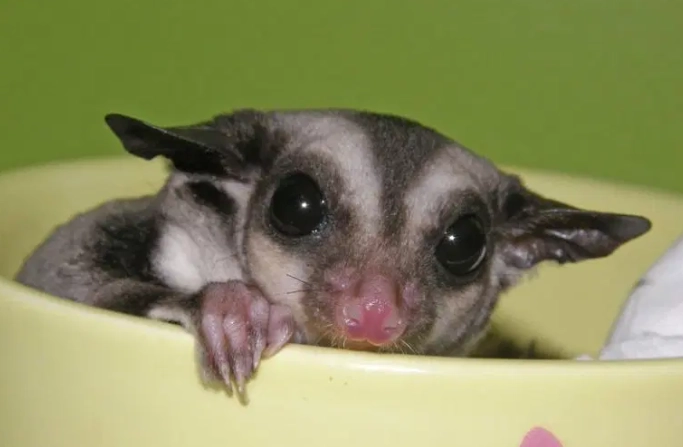 蜜袋鼯飲食安全