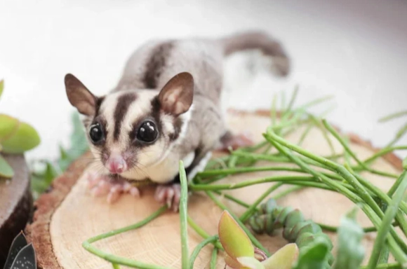 蜜袋鼯不能吃什麼