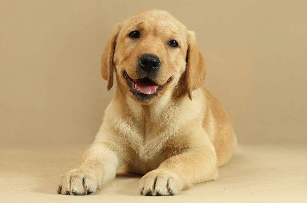 狂犬病症狀 狂犬病症狀