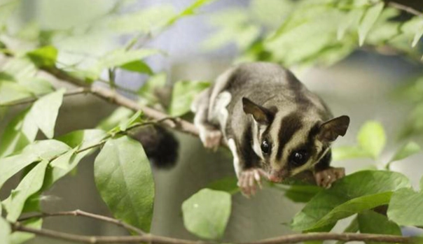 蜜袋鼯行為分析 蜜袋鼯行為分析